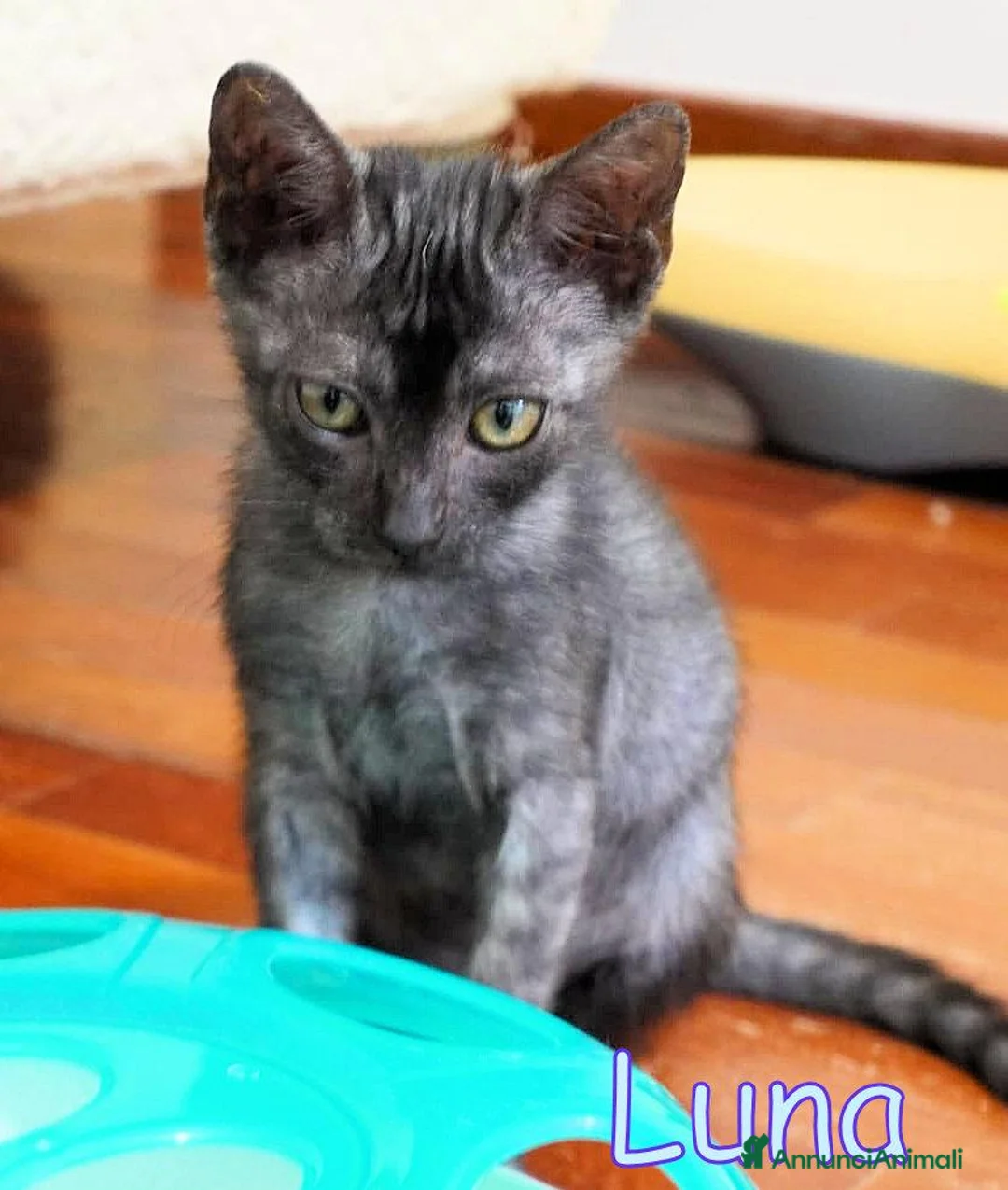 Altre razze gatti in regalo:  LUNA PICCOLA GATTINA SMOKE DOLCISSIMA - Annuncio 1