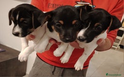Jack Russell cani in vendita: Jack russel terrier tricolor - Immagine 4
