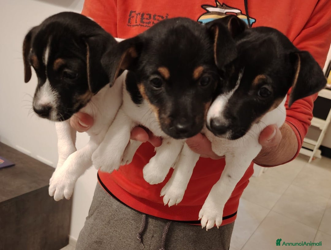 Jack Russell cani in vendita: Jack russel terrier tricolor - Immagine 4