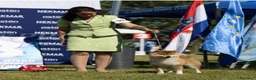 Shiba Inu cani in vendita: Shiba inu - Annuncio 28