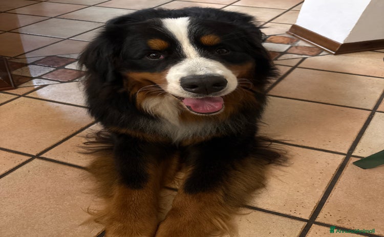 Bovaro del Bernese cani a Ente di decentramento regionale di Udine - Annuncio 3