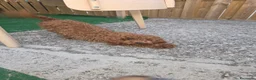 Maltipoo cani in vendita: Maltipoo - Annuncio 4