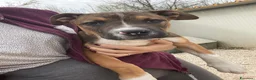 Meticcio cani in regalo: DOLCE PITTINO CERCA AMORE - Annuncio 16