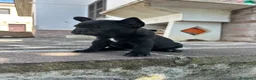 Bulldog Francese cani in vendita: bulldog francese nero tigrato  - Annuncio 4