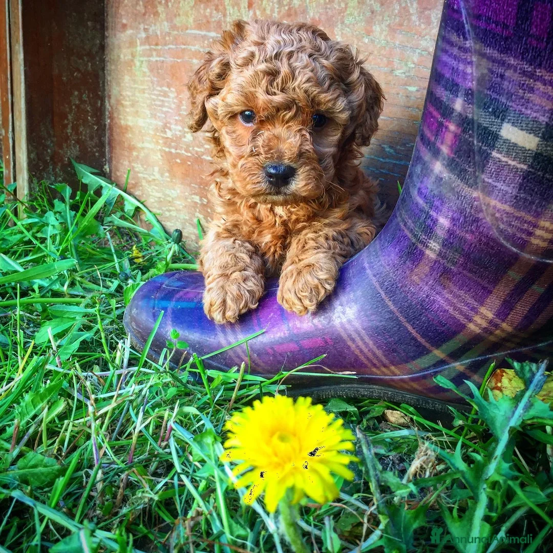 Immagine della galleria {{count}}