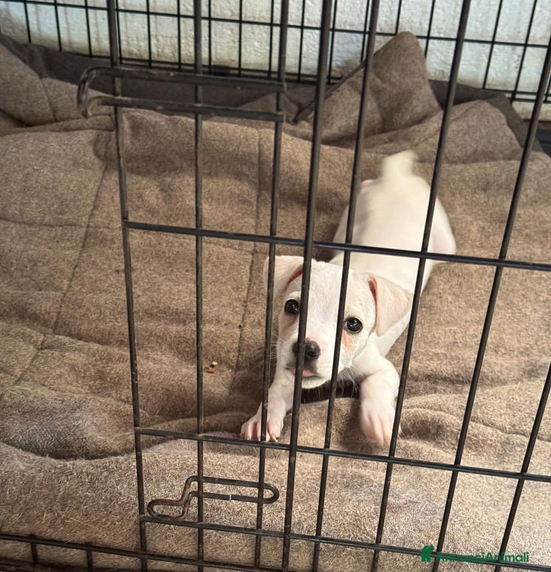 Meticcio cani in regalo: Nello, 30 giorni  a Provincia di Bergamo - Immagine 3
