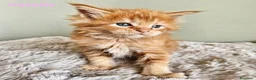 Maine Coon gatti in vendita: Splendidi cuccioli Maine Coon con pedigree - Annuncio 1