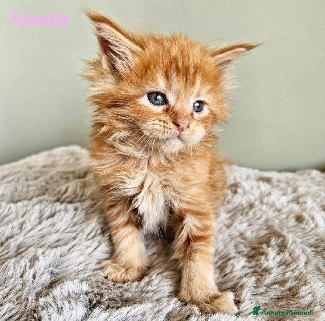 Maine Coon gatti in vendita: Splendidi cuccioli Maine Coon con pedigree - Annuncio 1