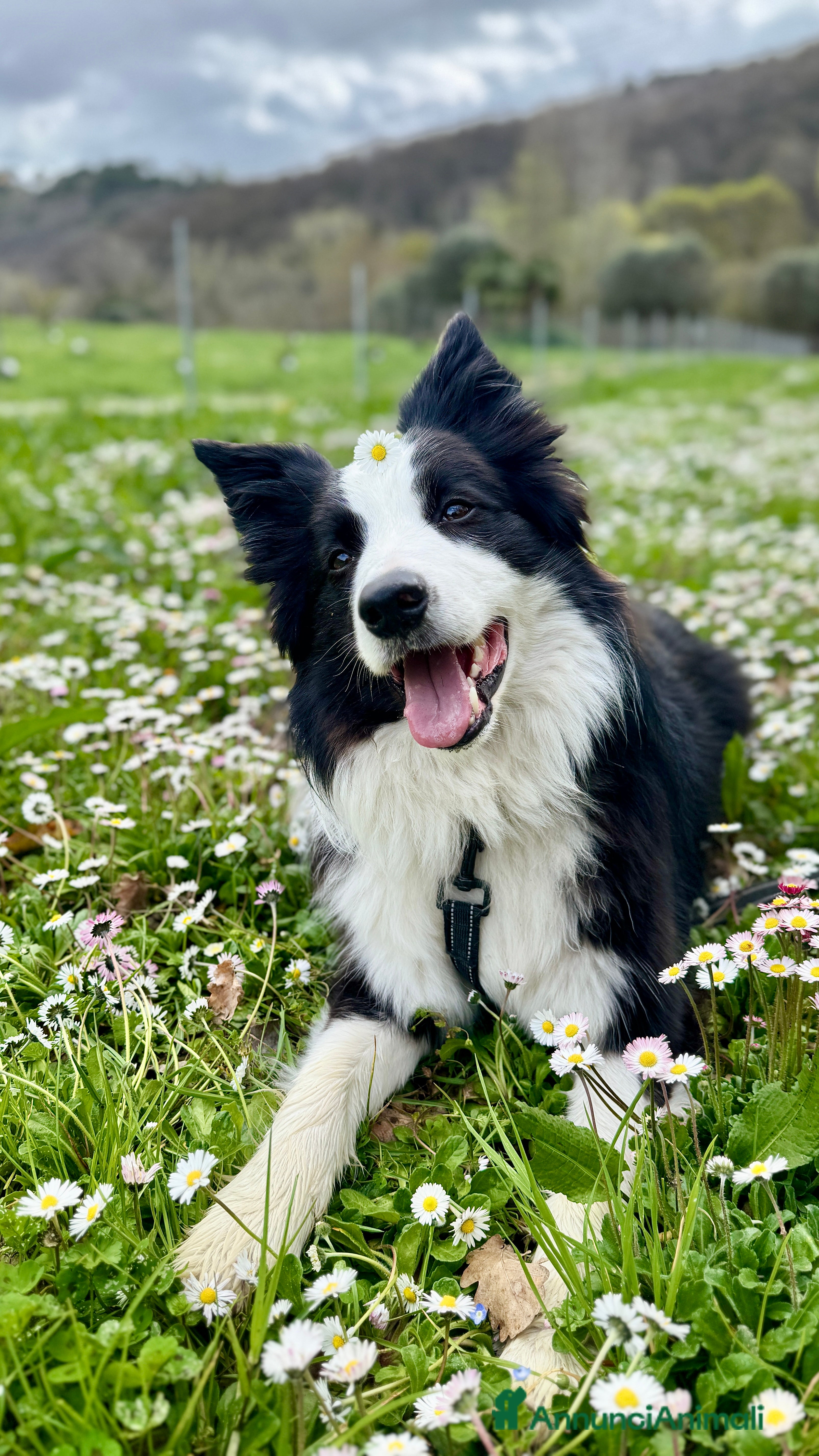 Border Collie cani Border collie maschio di 4 anni - Annuncio 3