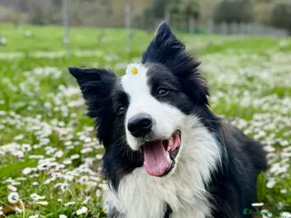 Border Collie cani Border collie maschio di 4 anni - Annuncio 5