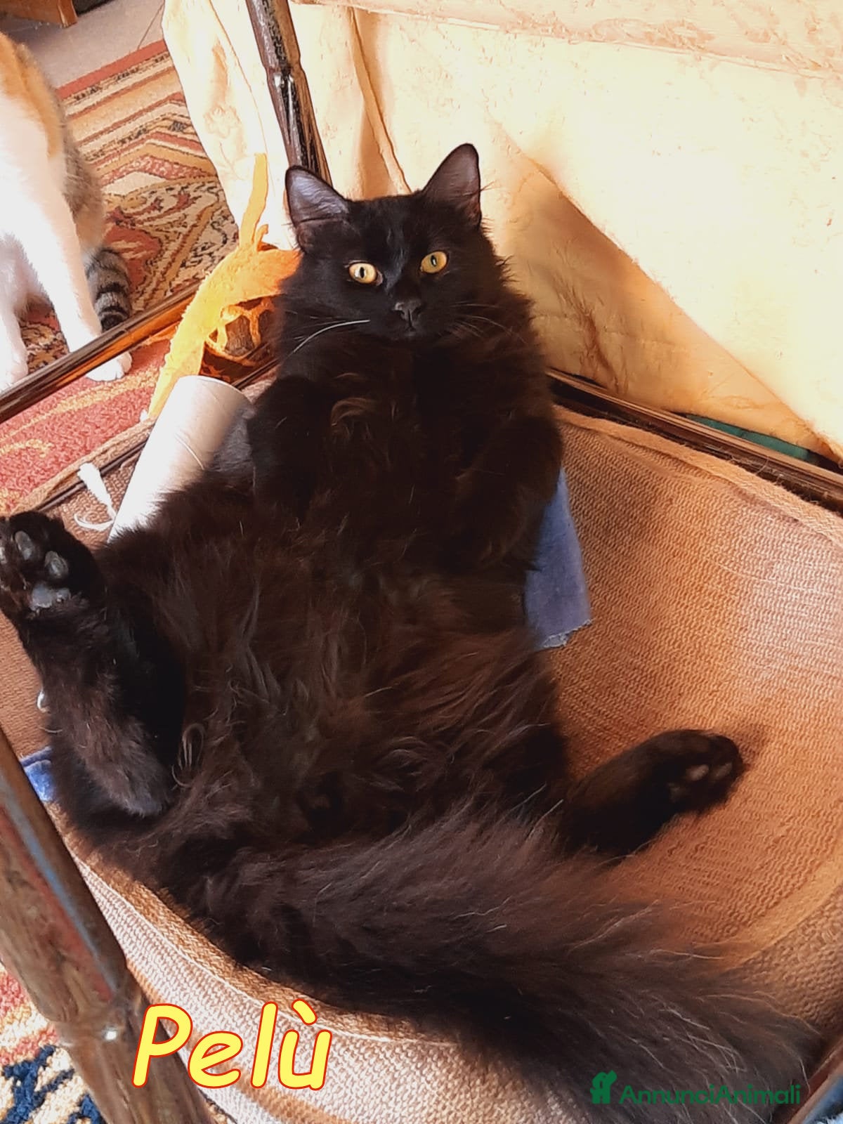 Europeo gatti PAMY & PELÙ cercano casa INSIEME - Annuncio 2