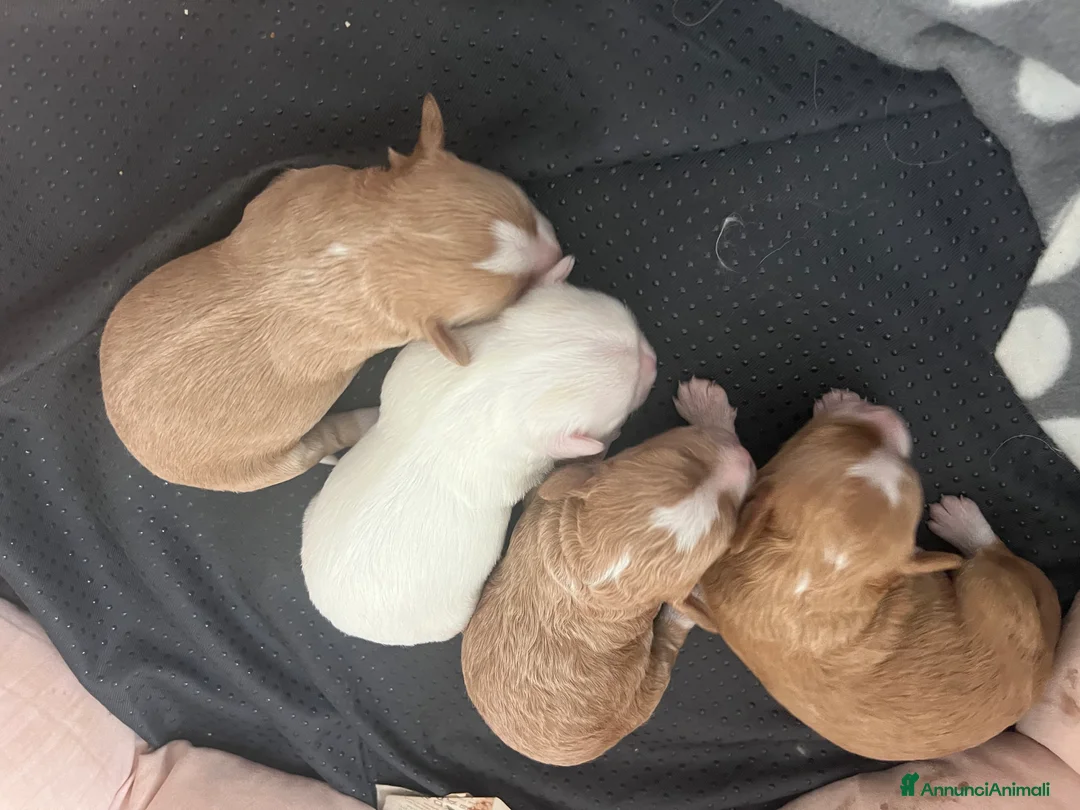 Maltipoo cani in vendita: MALTIPOO - Annuncio 4