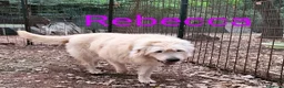 Altre razze cani in regalo: REBECCA dolcissima past. Vandeano a Provincia di Alessandria - Annuncio 3