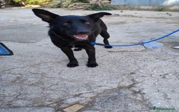 Meticcio cani in regalo: Artù, 9 mesi a Provincia di Bergamo - Immagine 8