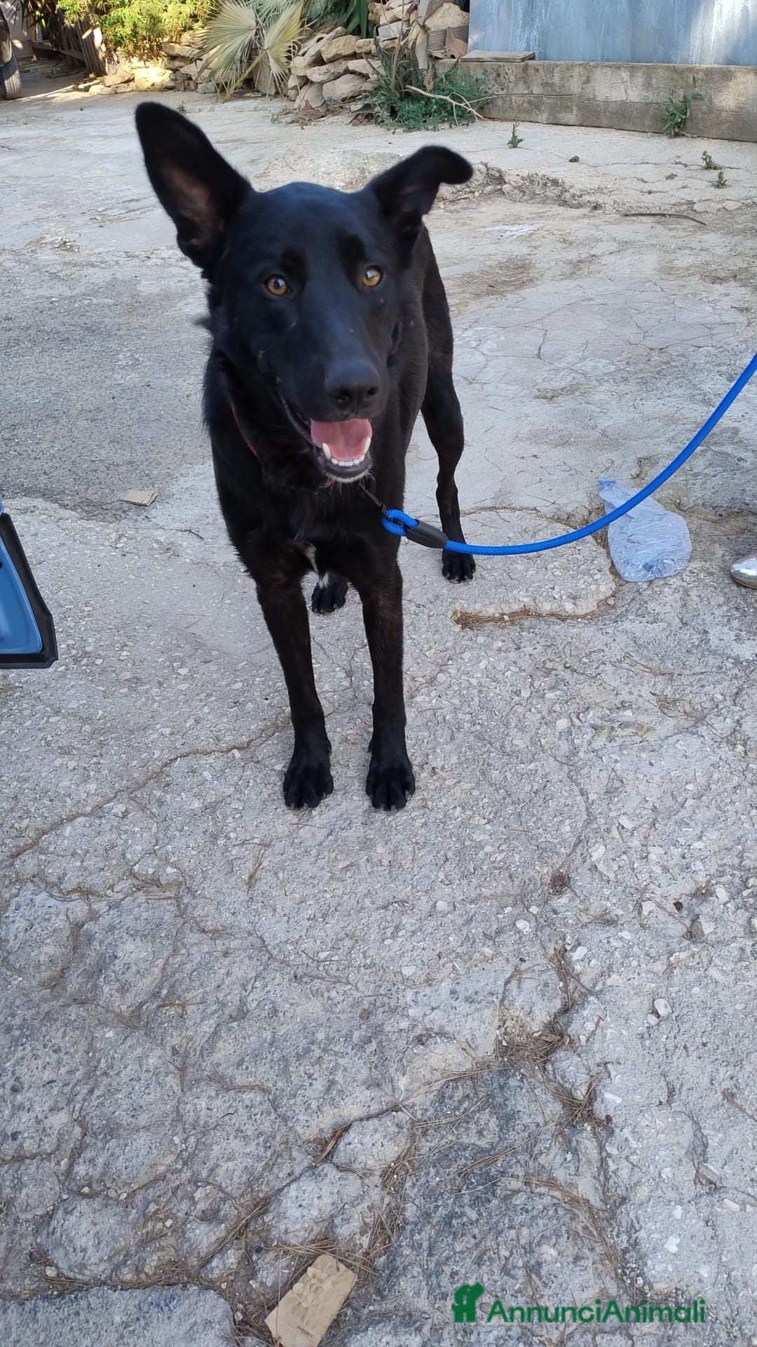 Meticcio cani in regalo: Artù, 9 mesi a Provincia di Bergamo - Immagine 8