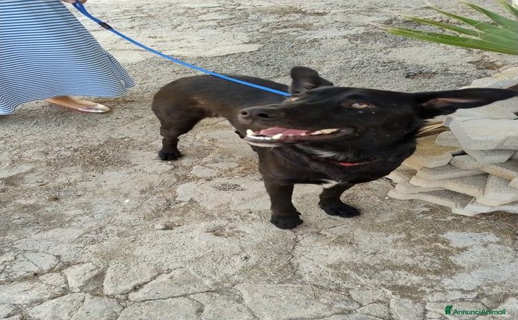 Meticcio cani a Provincia di Bergamo - Annuncio 7
