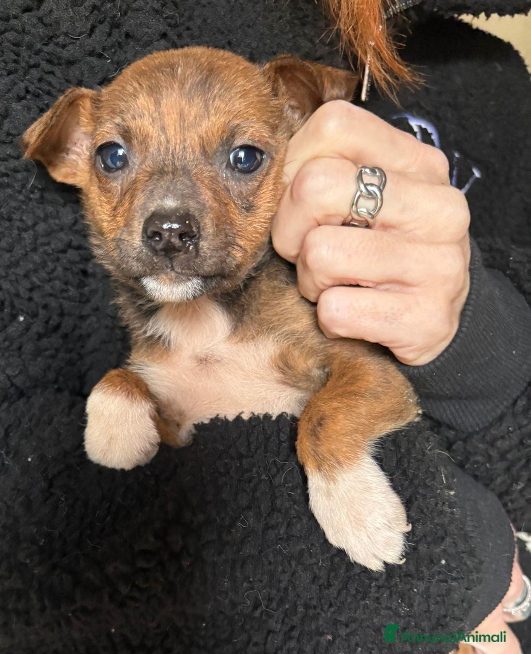 Meticcio cani in regalo: KIKO💙-cucciolo futura taglia media cerca casa🙏🏻 - Annuncio 5