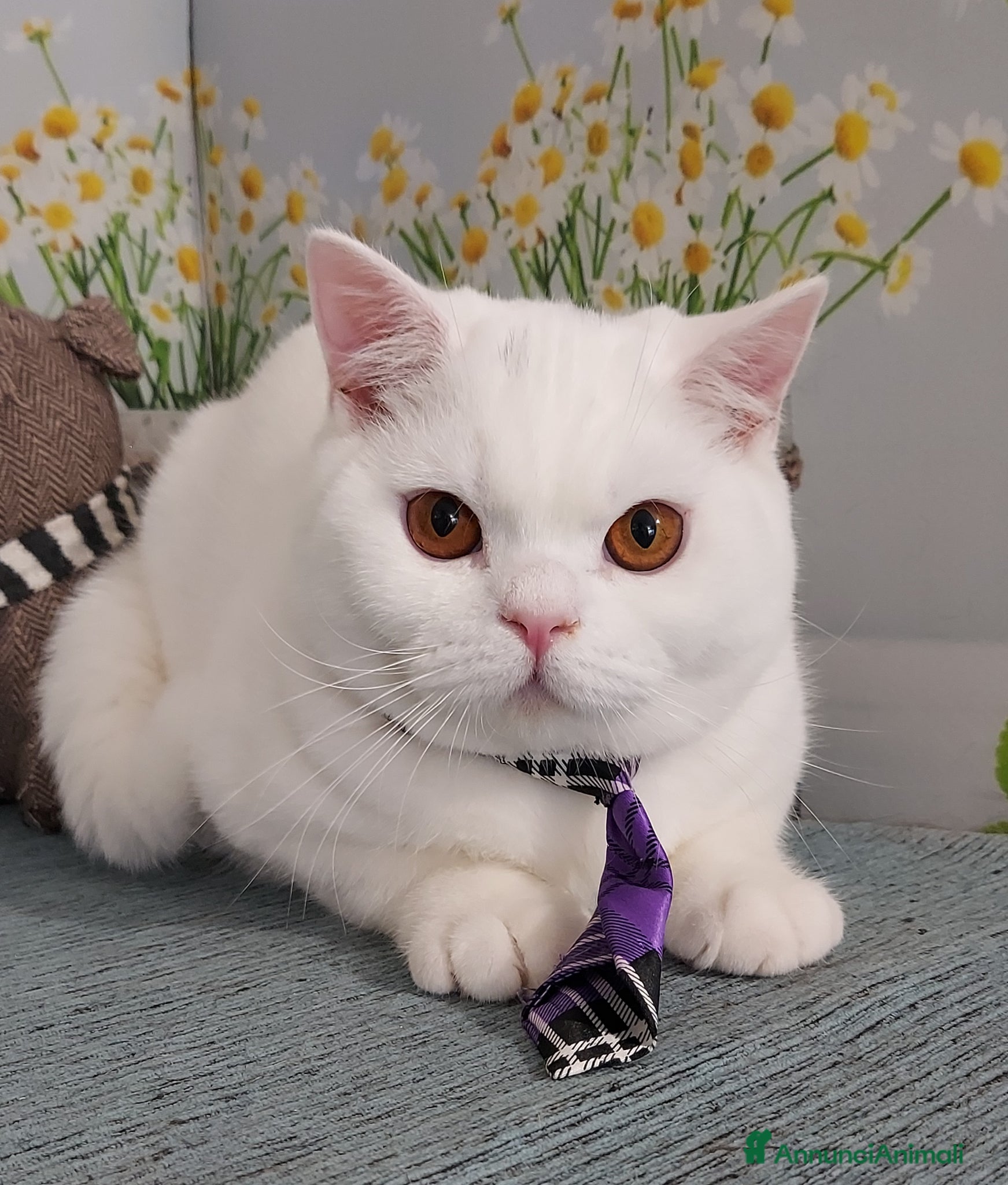 British gatti British Shorthair bianco  - Annuncio 1