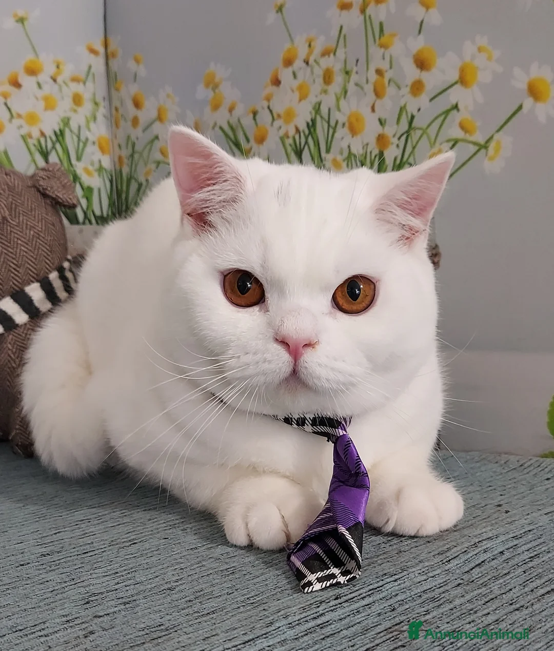 British gatti in vendita: British Shorthair bianco  - Annuncio 1