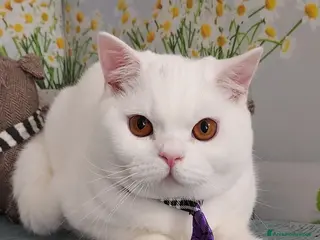 British gatti British Shorthair bianco - Annuncio 1