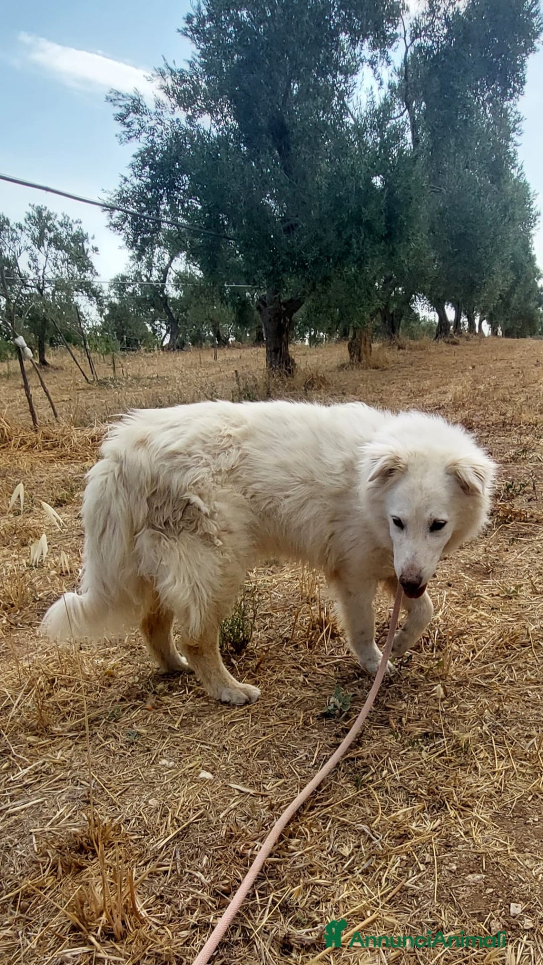 Meticcio cani in regalo: Nonna Penny Cerca Famiglia. Info Monica 3890238584 - Annuncio 13