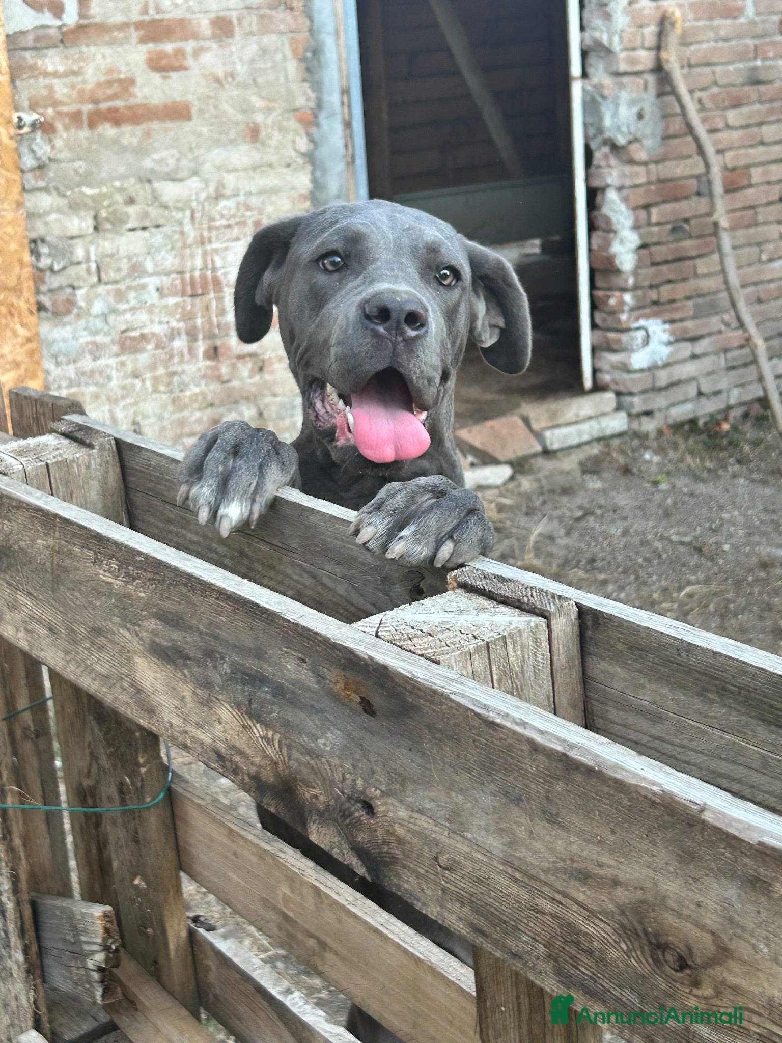 Cane Corso cani in regalo: Cane corso - Annuncio 2