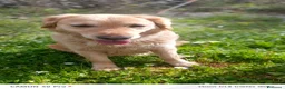 Golden Retriever cani in regalo: Chloe, una bravissima Golden Retriever - Annuncio 4