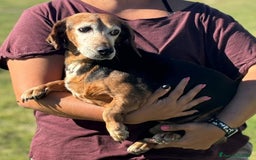 Bassotto cani in regalo: Armando bassotto dolce e gentile cerca casa - Immagine 2