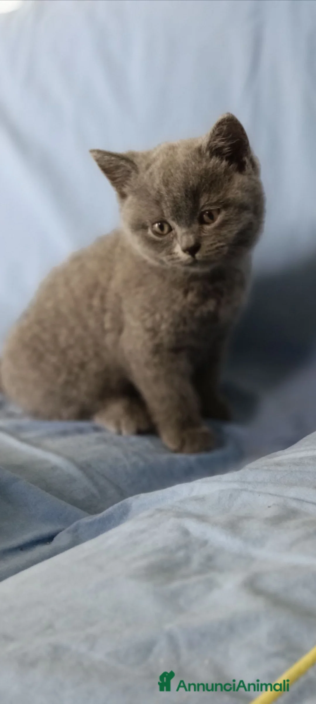 Scottish gatti in vendita: Bellissimi Scottish Straight Blue e Blue Tabby - Annuncio 2