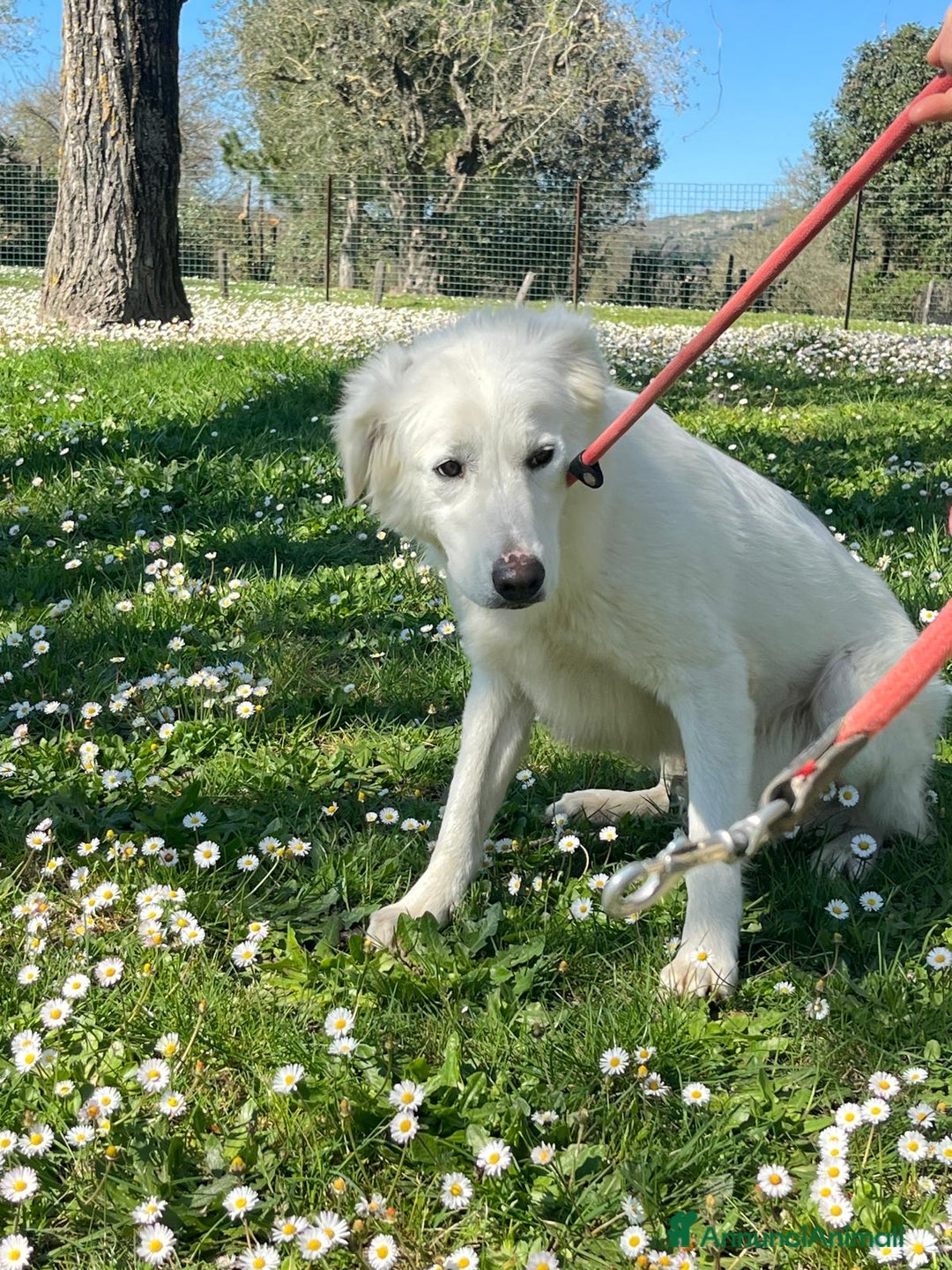 Meticcio cani in regalo: MARY ABBANDONATA COME SPAZZATURA - Annuncio 2