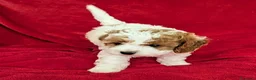 Cavapoo cani in vendita: Splendidi cuccioli di Cavapoo F1B a Città metropolitana di Milano - Annuncio 13