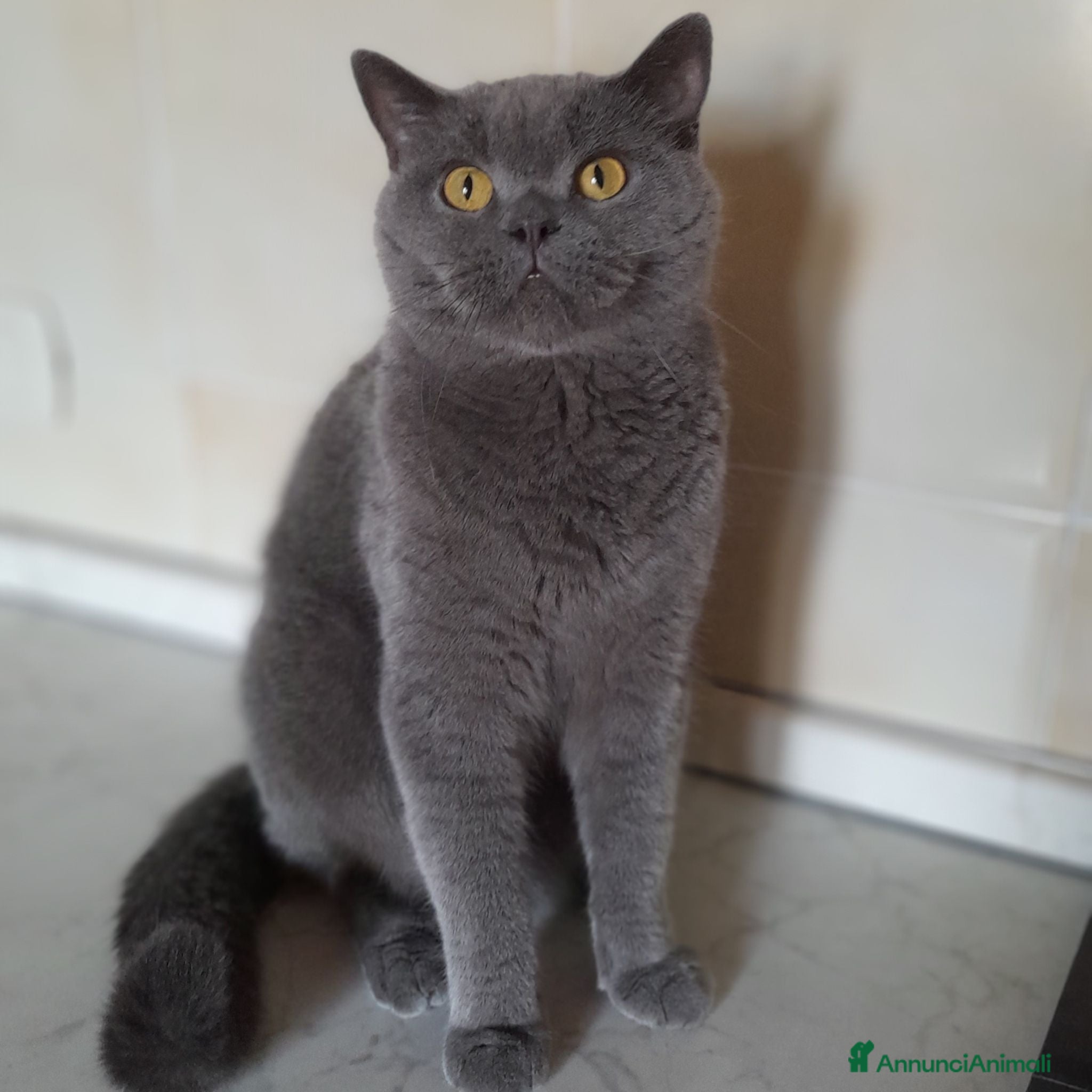 Scottish gatti Cuccioli Scottish fold e Scottish straight  - Annuncio 25