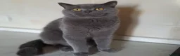 Scottish gatti in vendita: Cuccioli Scottish fold e Scottish straight  - Annuncio 1