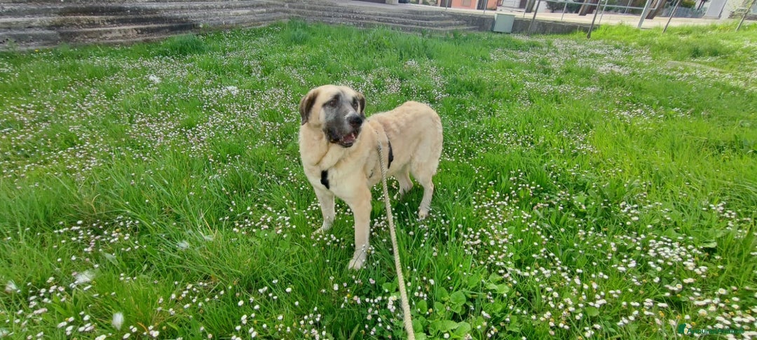 Meticcio cani in regalo: Hulk: gigante buono educato e coccolone  - Annuncio 6