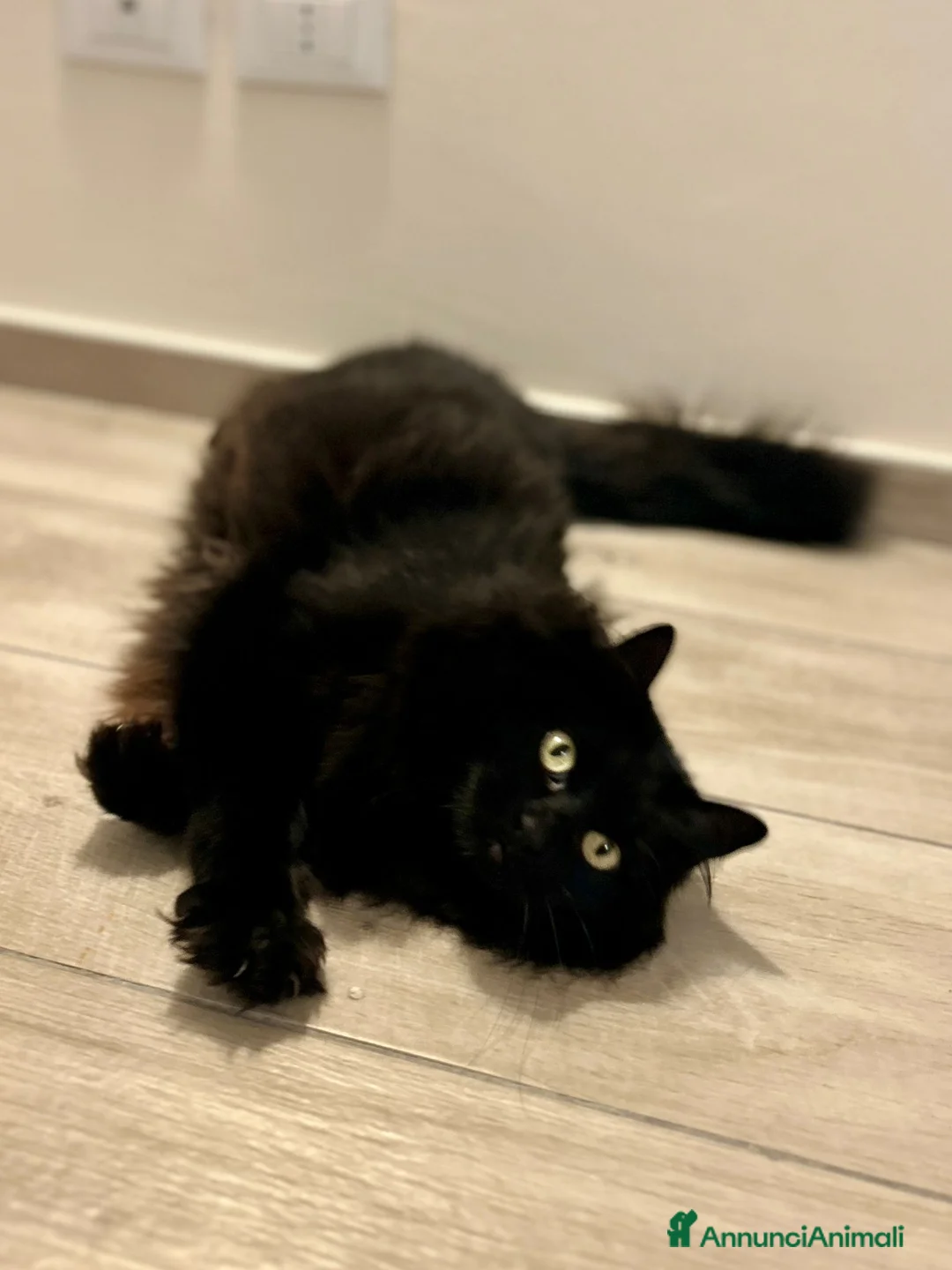 Meticcio gatti in regalo: Regalo gatta dolcissima a Città metropolitana di Roma Capitale - Annuncio 2