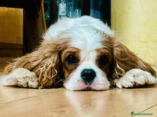 Cavalier King cani Cavalier King Charles Spaniel - Annuncio 3