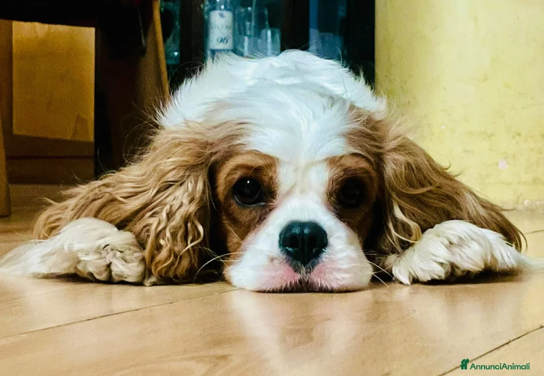 Cavalier King cani in vendita: Cavalier King Charles Spaniel - Annuncio 1