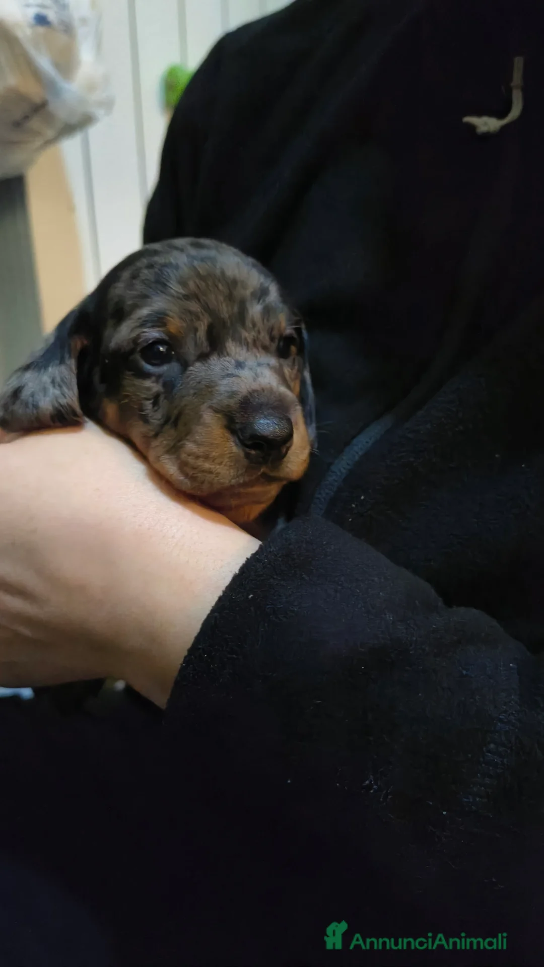 Bassotto cani in vendita: Vendita cuccioli di bassotto - Annuncio 9