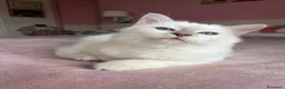 Sacro di Birmania gatti in vendita: Gattina sacro di Birmania a Città metropolitana di Milano - Annuncio 6