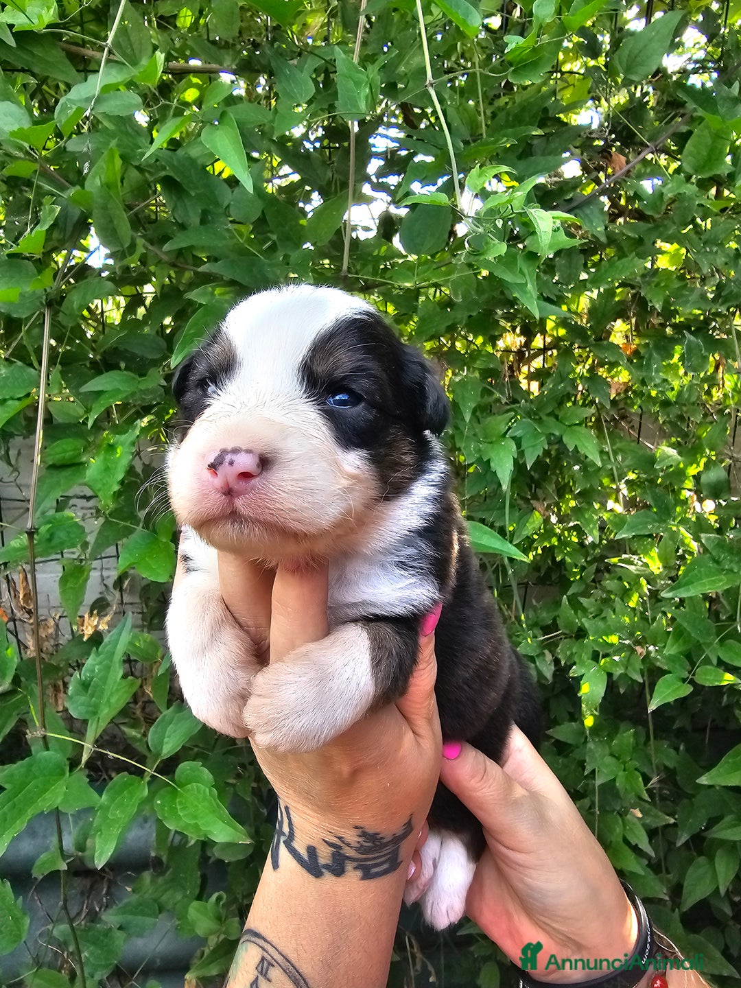 Australian Shepherd cani in vendita: Cuccioli di pastore australiano disponibili  a Provincia di Asti - Immagine 3