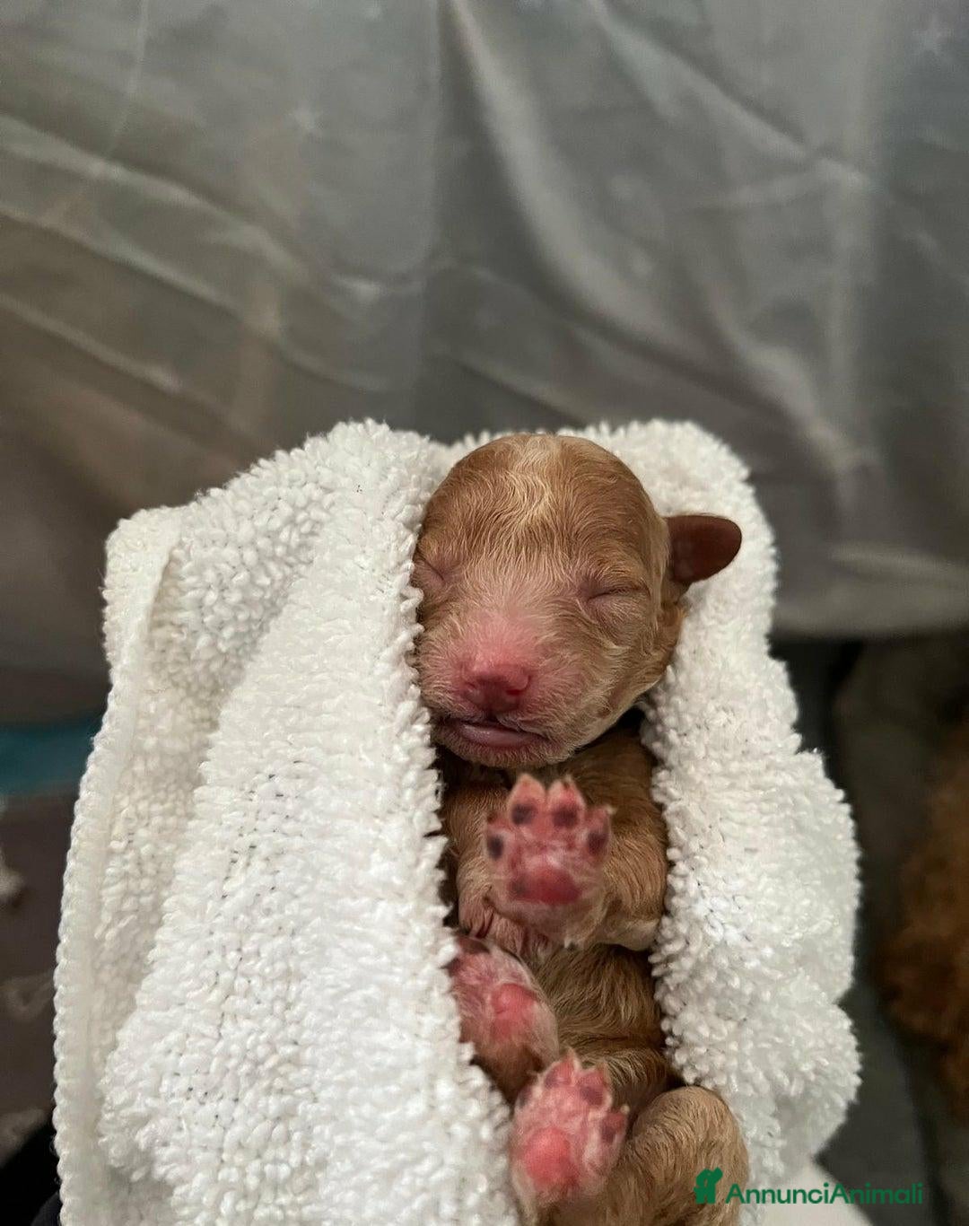 Barboncino Toy cani in vendita: 🏆 Cuccioli di barboncino ❤️Pronti a partire a Città metropolitana di Roma Capitale - Annuncio 11