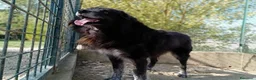 Meticcio cani in regalo: LUPO dolcissimo pastore! - Annuncio 4