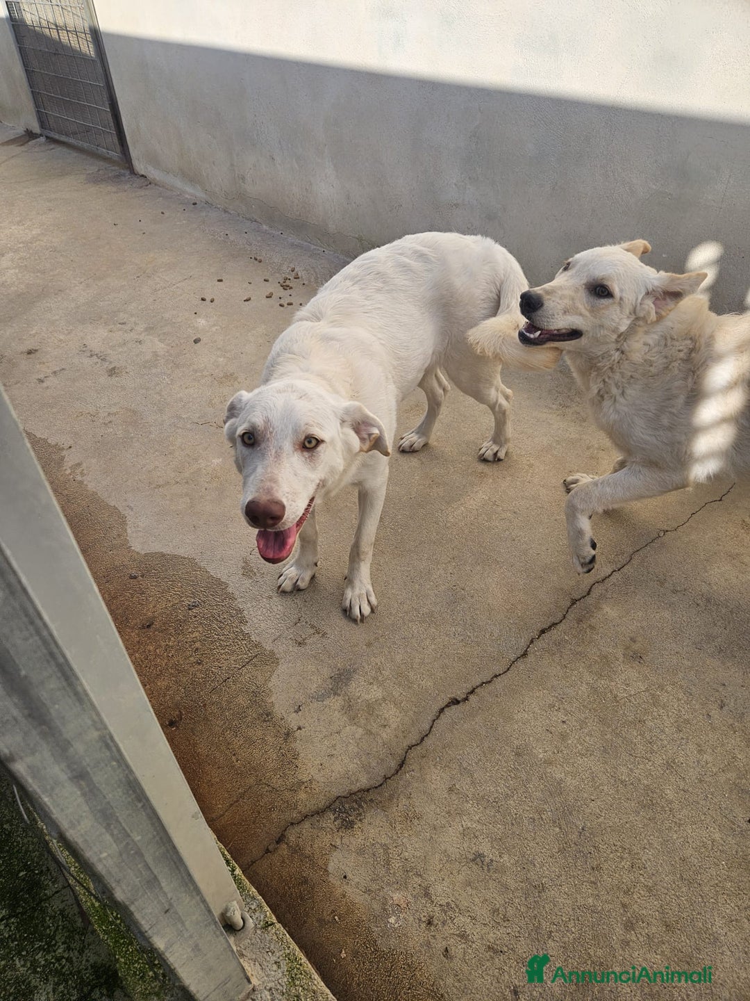 Meticcio cani in regalo: Micky: 1 anno, socievole ed equilibrata  - Annuncio 6