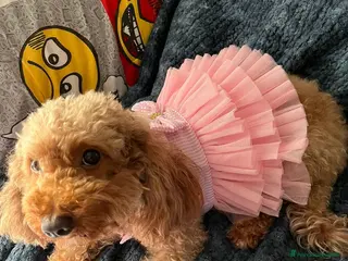 Barboncino cani Barboncino - Annuncio 7