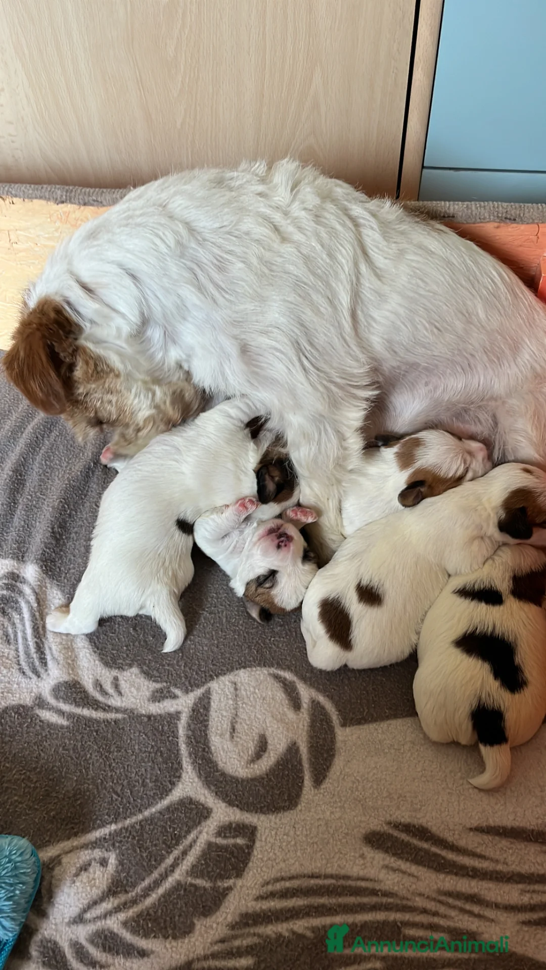 Jack Russell cani in vendita: Jack Russell maschio pelo ruvido cucciolo - Annuncio 6