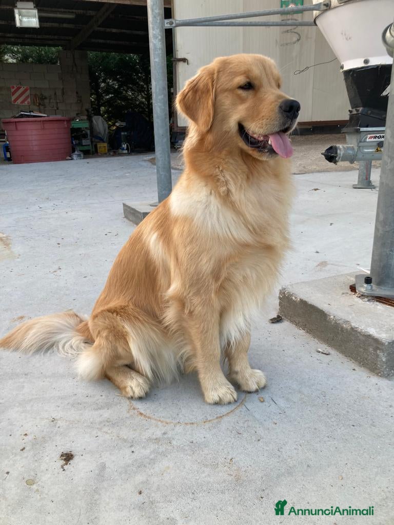 Golden Retriever cani Cuccioli Golden Retriver 100% americani - Annuncio 1