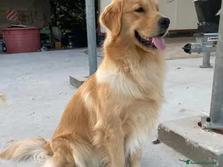 Golden Retriever cani Cuccioli Golden Retriver 100% americani - Annuncio 1