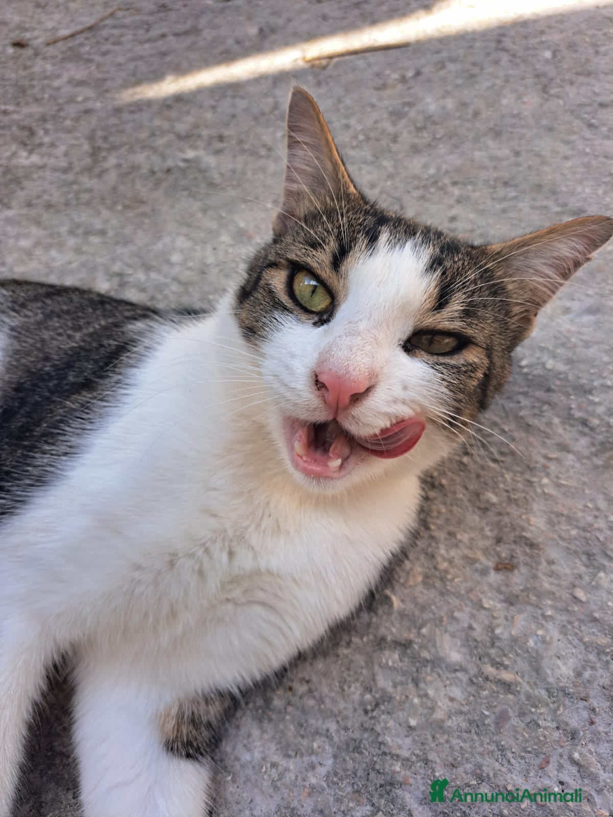 Altre razze gatti FILIPPO CERCA CASA 🏡 - Annuncio 27