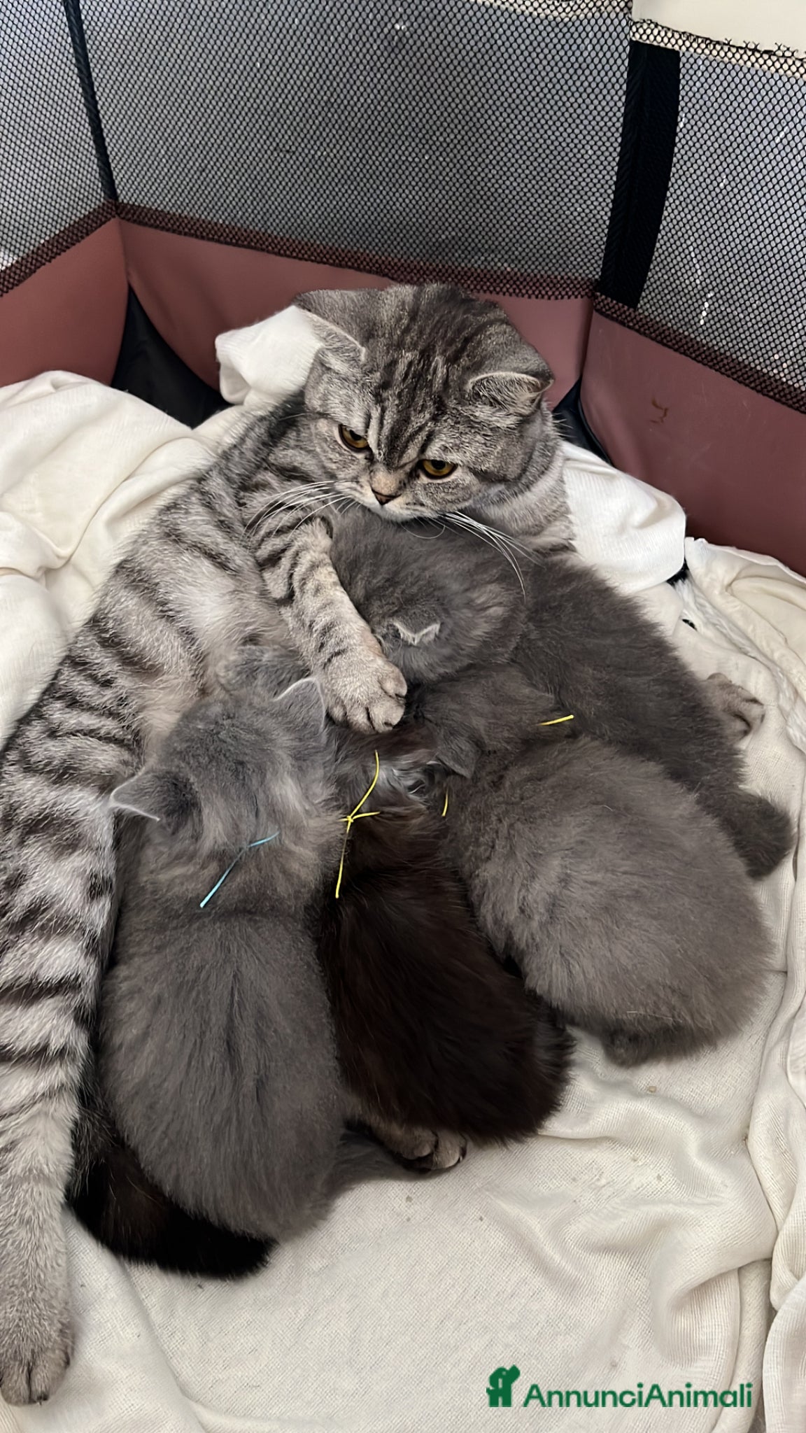 Scottish gatti Schottish straight  - Annuncio 31