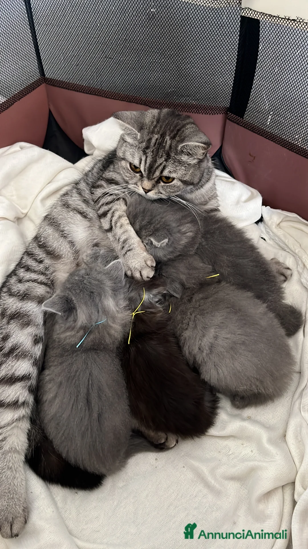 Scottish gatti in vendita: Schottish straight  a Provincia di Pordenone - Annuncio 1